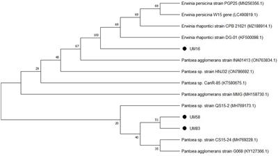 Assessment of halotolerant bacterial and fungal consortia for augmentation of wheat in saline soils